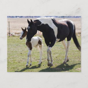Mare en Filly Walking Briefkaart