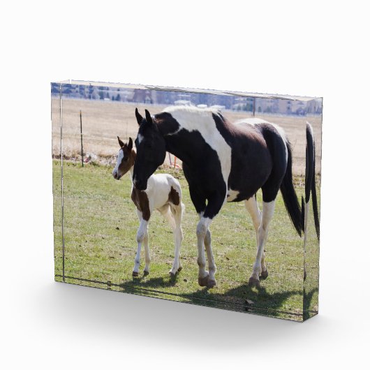 Mare en Filly Walking Fotoblokken (Rechts)