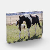 Mare en Filly Walking Fotoblokken (Links)