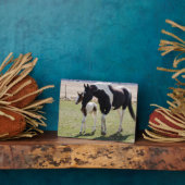 Mare en Filly Walking Fotoplaat (Zijkant)