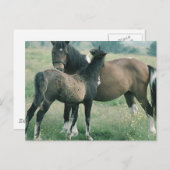 Mare en Foal Briefkaart (Voorkant / Achterkant)