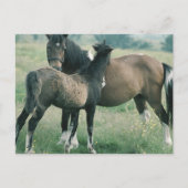 Mare en Foal Briefkaart (Voorkant)