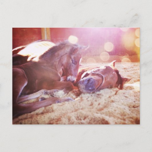 Mare en Foal Briefkaart (Voorkant)