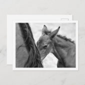 Mare en Foal Briefkaart (Voorkant / Achterkant)