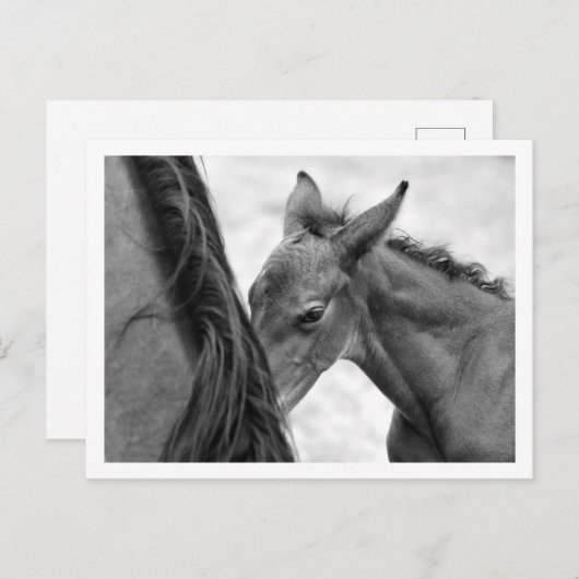 Mare en Foal Briefkaart (Voorkant / Achterkant)