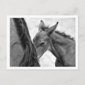 Mare en Foal Briefkaart (Voorkant)