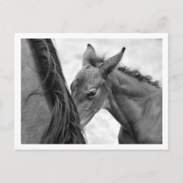 Mare en Foal Briefkaart