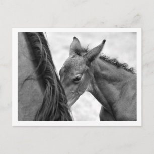 Mare en Foal Briefkaart