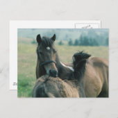 Mare en foal die elkaar kweken briefkaart (Voorkant / Achterkant)