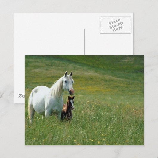 Mare en Foal in Tall Grass Briefkaart (Voorkant / Achterkant)