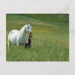 Mare en Foal in Tall Grass Briefkaart