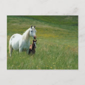 Mare en Foal in Tall Grass Briefkaart (Voorkant)