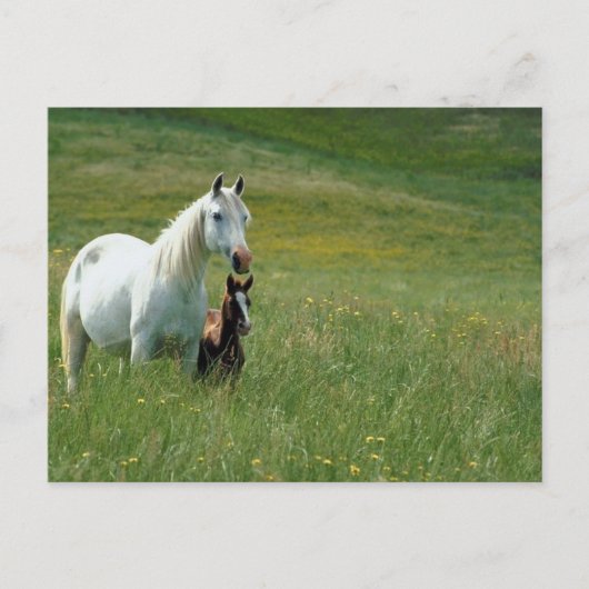 Mare en Foal in Tall Grass Briefkaart (Voorkant)