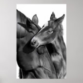 Mare en Foal in zwart-wit Poster (Voorkant)