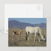 Mare en foal (paarden) briefkaart (Voorkant / Achterkant)