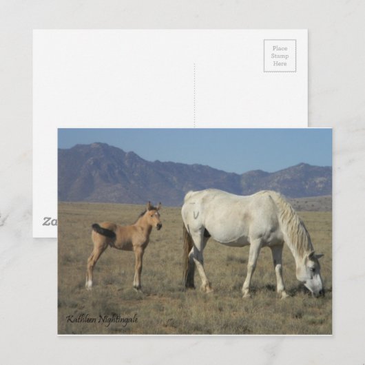 Mare en foal (paarden) briefkaart (Voorkant / Achterkant)