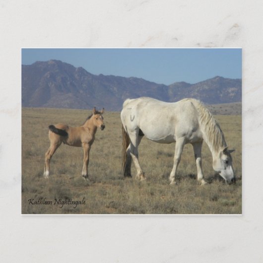 Mare en foal (paarden) briefkaart (Voorkant)