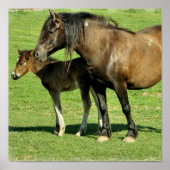 Mare en Foal Poster Print (Voorkant)