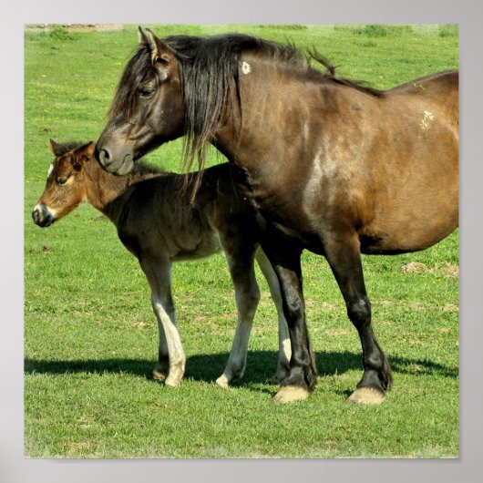 Mare en Foal Poster Print (Voorkant)