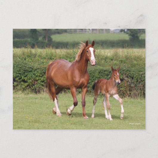 Mare en kalveren die samen lopen briefkaart (Voorkant)