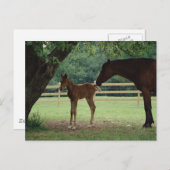 Mare en schimmel onder bomen briefkaart (Voorkant / Achterkant)