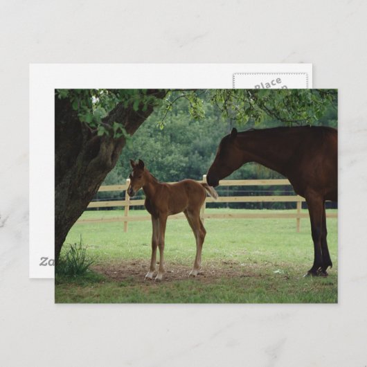 Mare en schimmel onder bomen briefkaart (Voorkant / Achterkant)
