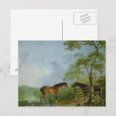 Mare en Stallion in een landschap Briefkaart (Voorkant / Achterkant)