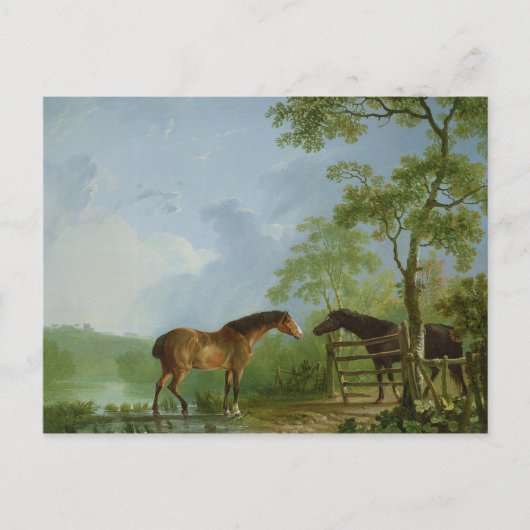 Mare en Stallion in een landschap Briefkaart (Voorkant)