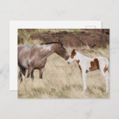 Mare met Colt Briefkaart (Voorkant / Achterkant)