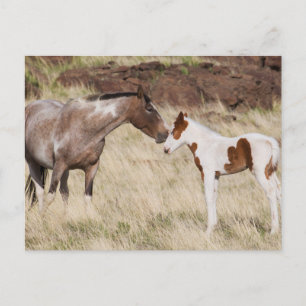 Mare met Colt Briefkaart