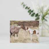 Mare met Colt Briefkaart (Staand voorkant)