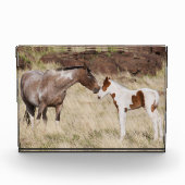 Mare met Colt Fotoblokken (Voorkant)