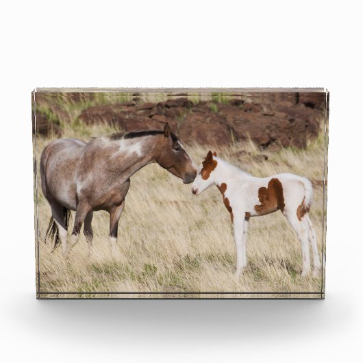 Mare met Colt Fotoblokken (Voorkant)