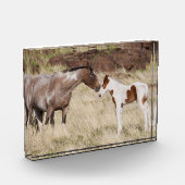 Mare met Colt Fotoblokken (Links)