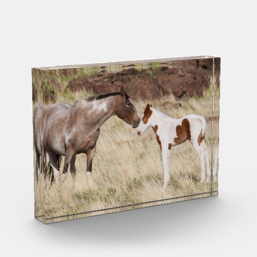 Mare met Colt Fotoblokken (Links)