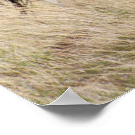 Mare met Colt Poster (Hoek)