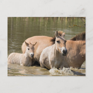 Mare met Foal Crossing a River Briefkaart