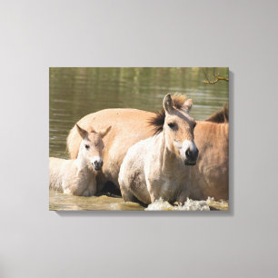Mare met Foal Crossing a River Canvas Afdruk