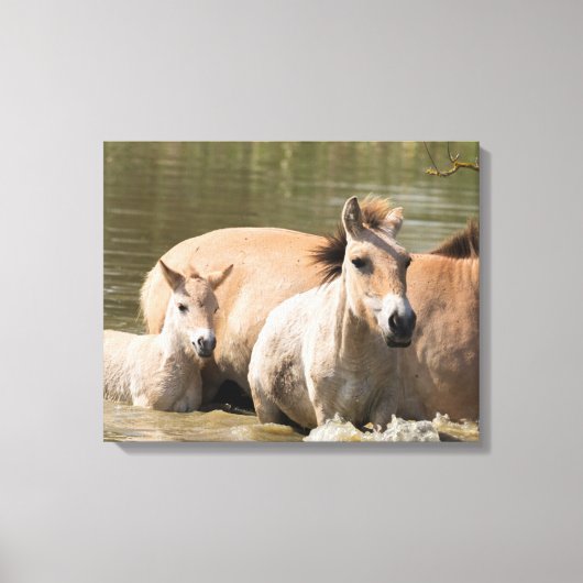 Mare met Foal Crossing a River Canvas Afdruk (Voorkant)