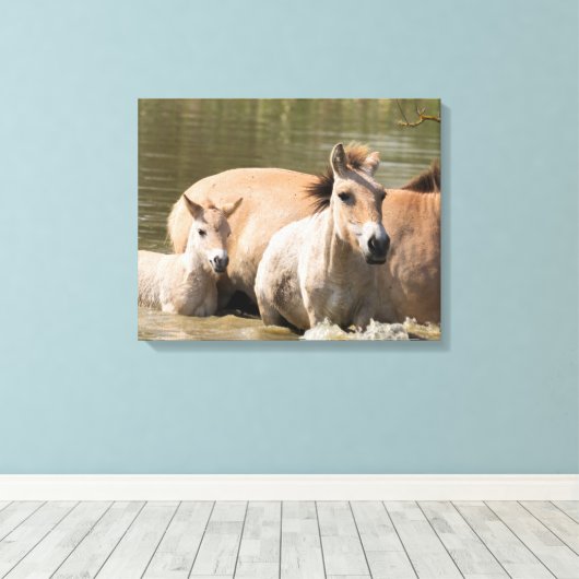 Mare met Foal Crossing a River Canvas Afdruk (Insitu (Houten vloer))