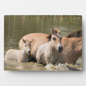 Mare met Foal Crossing a River Fotoplaat (voorkant)