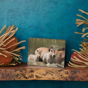 Mare met Foal Crossing a River Fotoplaat