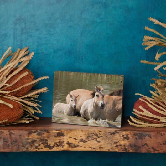 Mare met Foal Crossing a River Fotoplaat (Zijkant)