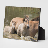 Mare met Foal Crossing a River Fotoplaat (Zijkant)