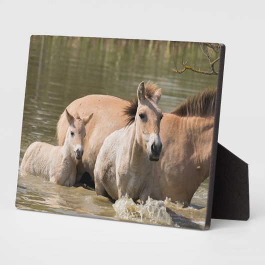 Mare met Foal Crossing a River Fotoplaat (Zijkant)