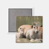 Mare met Foal Crossing a River Magneet (Voorkant / Achterkant)