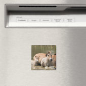 Mare met Foal Crossing a River Magneet (Insitu (Vaatwasser))