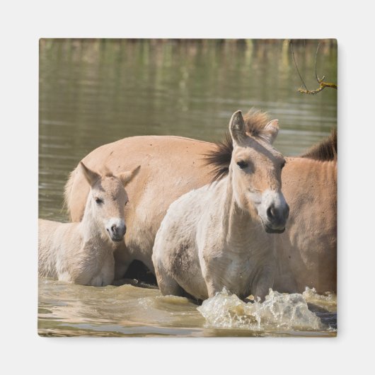 Mare met Foal Crossing a River Magneet (Voorkant)