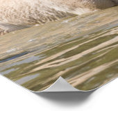 Mare met Foal Crossing a River Poster (Hoek)