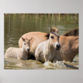 Mare met Foal Crossing a River Poster (Voorkant)